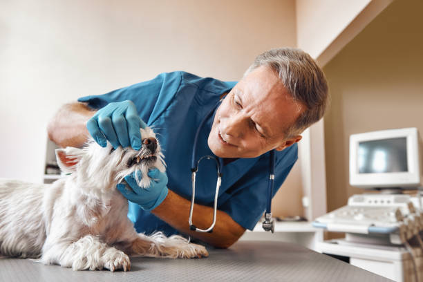 Best Emergency Dental Surgery in Edina, MN